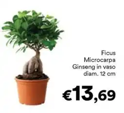 Unes Ficus Microcarpa Ginseng offerta