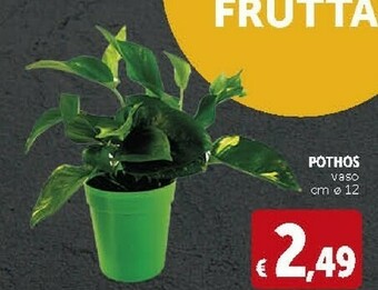 Piante
