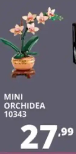 Comet Mini orchidea offerta