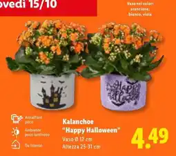 Lidl Kalanchoe 'Happy Halloween' offerta