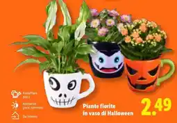 Lidl Piante fiorite in vaso di Halloween offerta