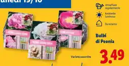 Lidl Bulbi di Peonia offerta