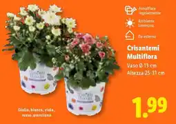 Lidl Crisantemi Multiflora offerta