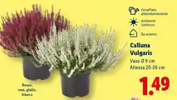 Lidl Calluna vulgaris offerta
