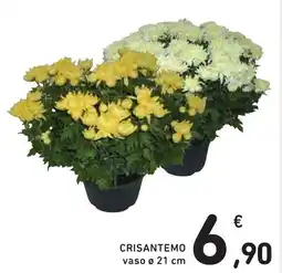 Spazio Conad Crisantemo offerta