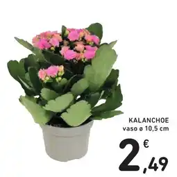 Spazio Conad Kalanchoe offerta