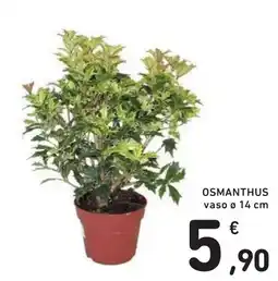 Spazio Conad Osmanthus offerta