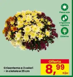 Eurospar Crisantemo a 3 colori offerta
