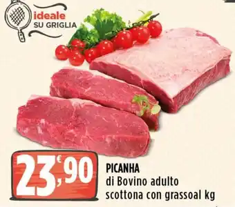 Piccanha di Bovino adulto