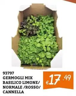 Zona Germogli mix basilico limone / normale / rosso / cannella offerta