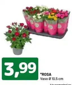 DPiù Rosa offerta