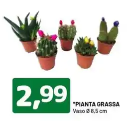 DPiù Pianta grassa offerta