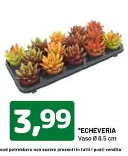 DPiù Echeveria offerta