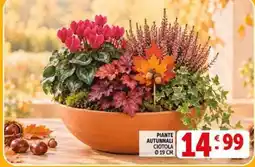 Deco Supermercati Piante autunnali ciotola offerta