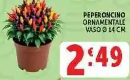 Deco Supermercati Peperoncino ornamentale offerta