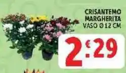Deco Supermercati Crisantemo margherita offerta