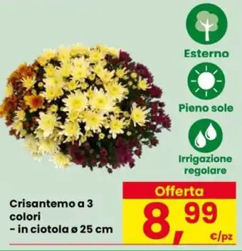 Crisantemo a 3 colori