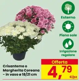 Despar Crisantemo o Margherita Coreana offerta