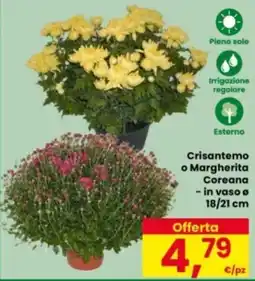 Eurospar Crisantemo o Margherita Coreana offerta
