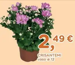 Poli Crisantemi offerta