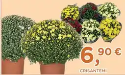 Poli Crisantemi offerta