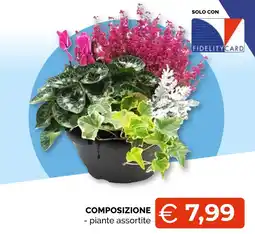 Mercatò Extra piante assortite offerta