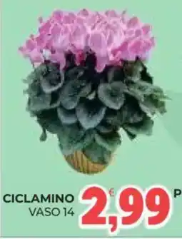 Eté Ciclamino offerta
