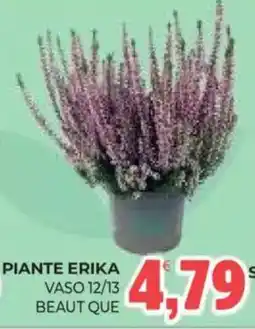 Eté Piante Erika offerta
