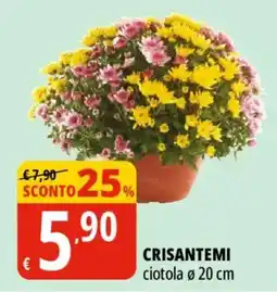 Tigros Crisantemi offerta