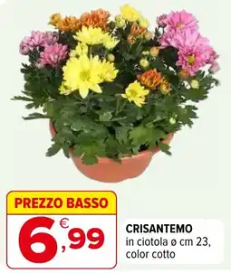 Iperal Crisantemo offerta