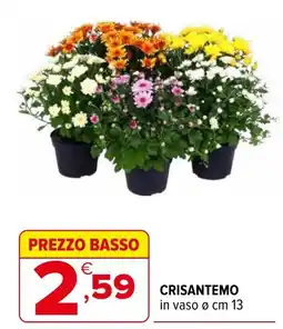 Iperal Crisantemo offerta
