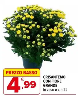 Iperal Crisantemo con fiore grande offerta