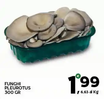 Funghi Pleurotus
