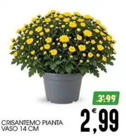 SpesAmica Crisantemo pianta offerta
