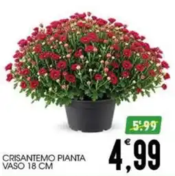 SpesAmica Crisantemo pianta offerta