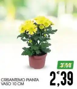SpesAmica Crisantemo pianta offerta