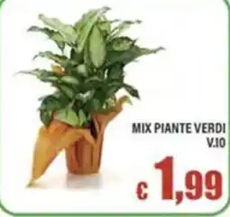 Top Supermercati Mix piante verdi offerta
