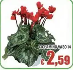 Top Supermercati Ciclamino vaso 14 offerta
