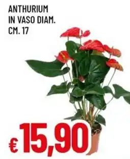 Galassia superstore Anthurium offerta