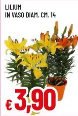 Galassia superstore Lilium in vaso offerta