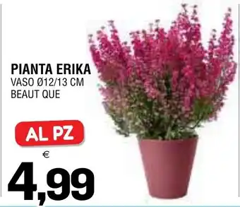 Pianta erika