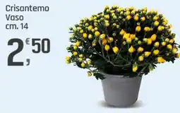 Supermercati Dok Crisantemo offerta