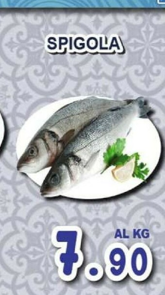 Sacoph Pesce offerta