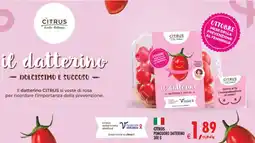 Deco Superstore Citrus pomodoro datterino offerta