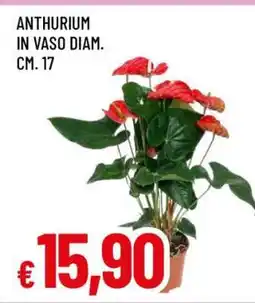 Famila ANTHURIUM IN VASO DIAM. CM. 17 offerta