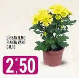 Tutto Buono Crisantemo pianta vaso offerta