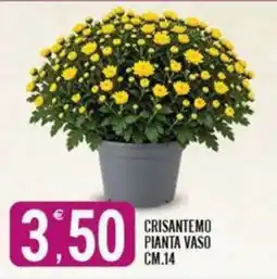 Tutto Buono Crisantemo pianta vaso offerta