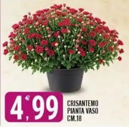 Tutto Buono Crisantemo pianta vaso offerta