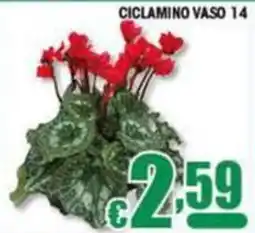 Sacoph Ciclamo in vaso offerta