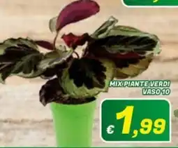 Idromarket Mix piante verdi offerta